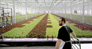 A man wearing an apron walking indoors, past a large collection of leafy green plants growing in a greenhouse, with irrigation pipes visible above the plants.