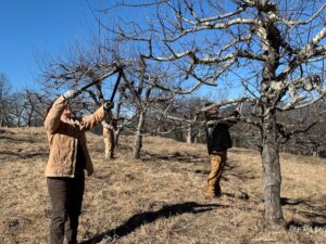 Sarah and two others pruning apple trees in the middle of winter.