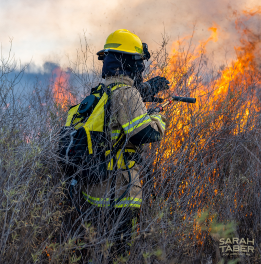 Firefighter battling a blaze on the edges of a forest